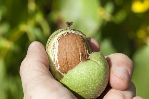 Green part of a walnut Stock Photos