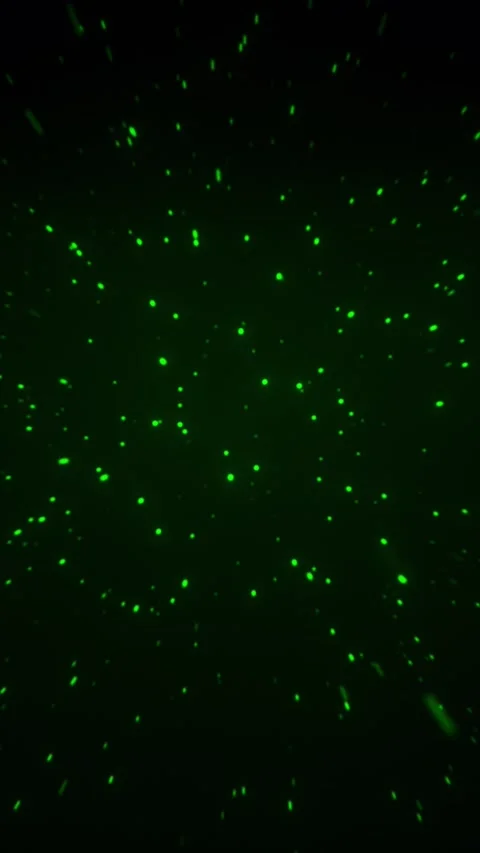 Green Particle Motion Stock Footage 316260516