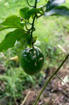Green passiflora edulis. 스톡 사진