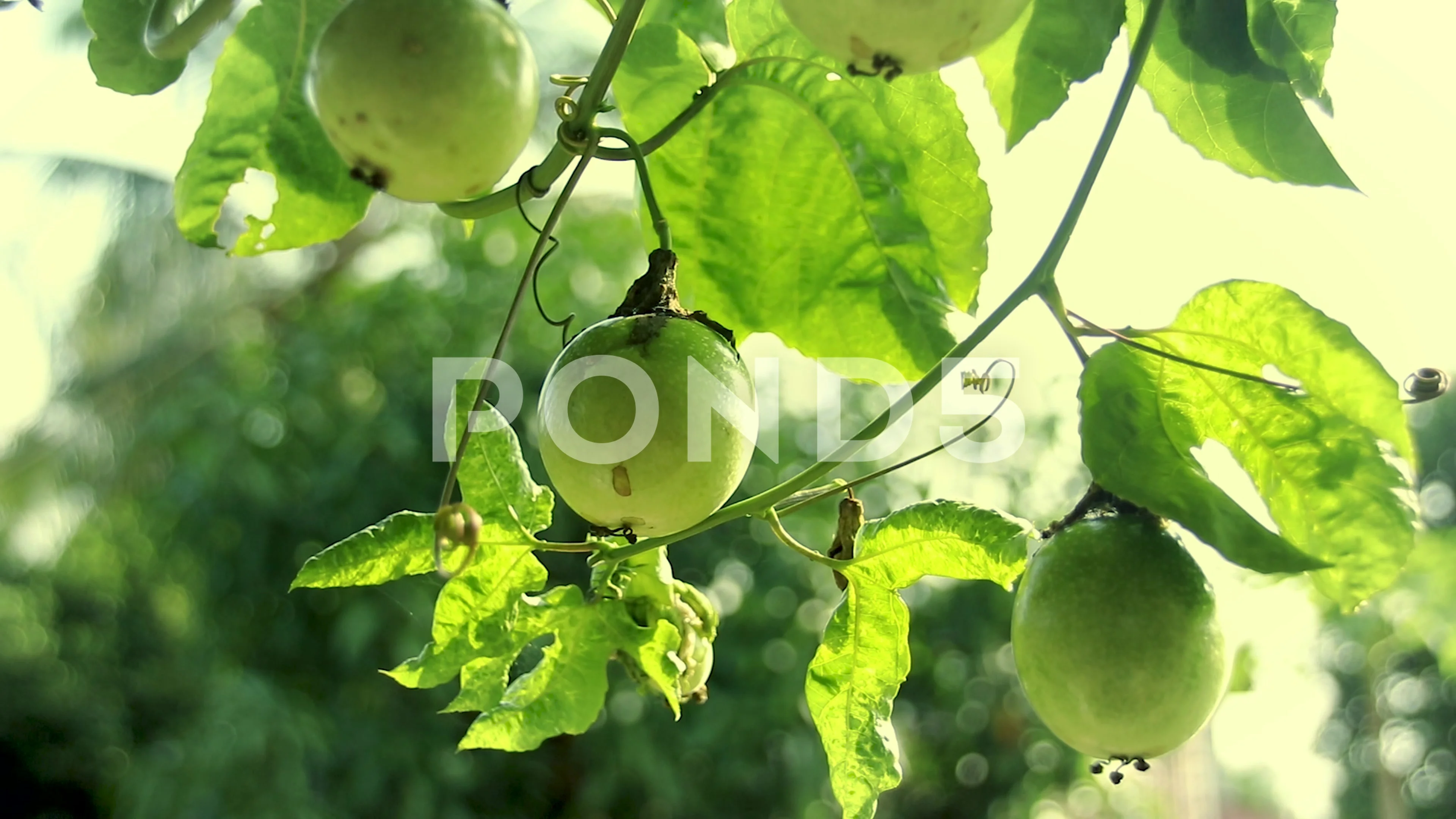 Passion Fruit Plant Stock Video Footage Royalty Free Passion Fruit Plant Videos Pond5