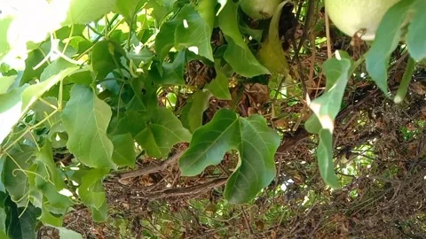 Green passion fruit full of natural freshness. 動画素材 337378941