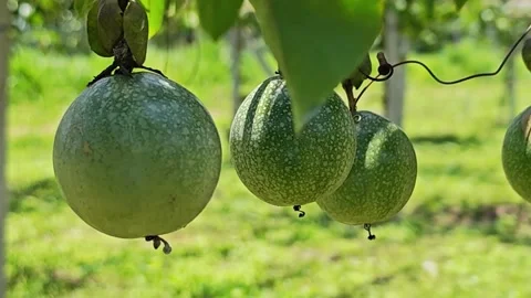 Green passion fruit growing on the vine in a farm. Vídeo Stock 340716739