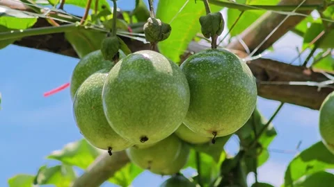 Green passion fruit hanging on a vine in the garden. Stock Footage 340717592
