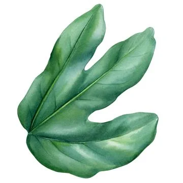 Green passion fruit leaf on isolated background watercolor botanical Stock Illustration