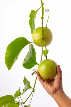 Green Passion fruit Stock Photos