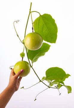 Green Passion fruit Stock Photos
