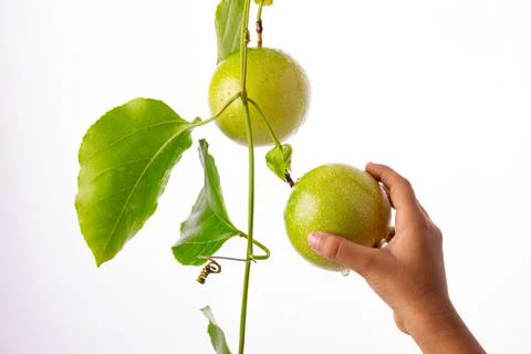 Green Passion fruit Stock Photos