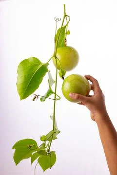 Green Passion fruit Stock Photos