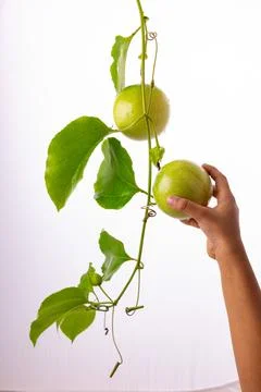 Green Passion fruit Stock Photos