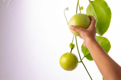 Green Passion fruit Foto stock