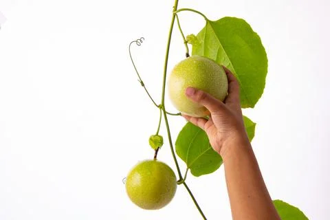Green Passion fruit Stock Photos