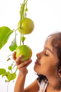 Green Passion fruit Stock Photos