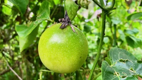 Green passion fruit on a tree branch close up Video stock 280258819