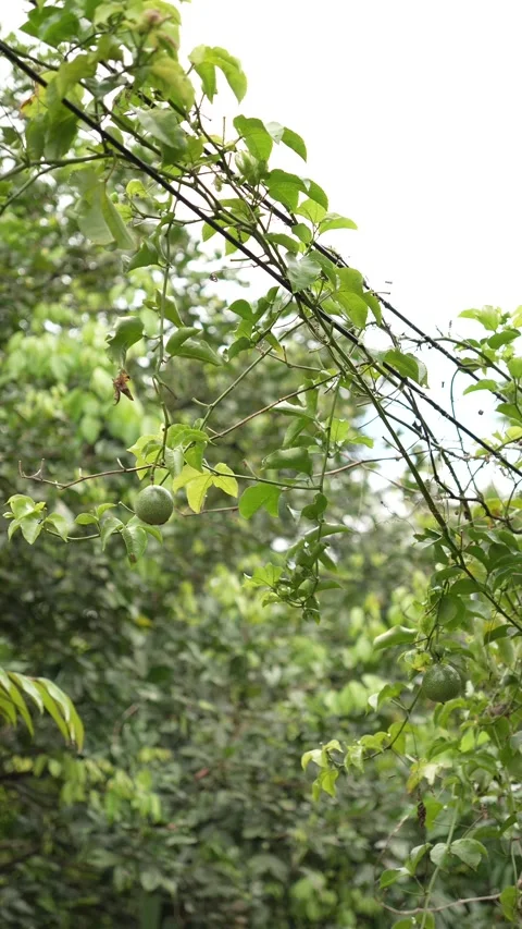 Green passion fruit trees and fruits 库存影片 283486123