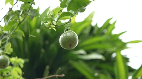 Green passion fruit trees and fruits Stock Footage 283486134