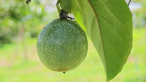 Green passion fruit on a vine. Vídeo Stock 340716364