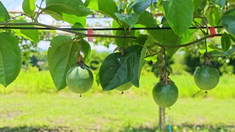 Green passion fruit on the vine. Vídeo Stock 340717420