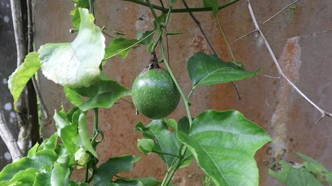Green passionfruit growing in tree Stock Footage 170168436