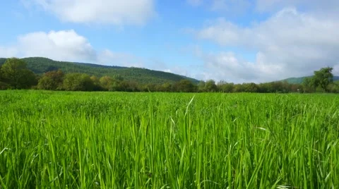 Green pasture Stock Footage 43713264