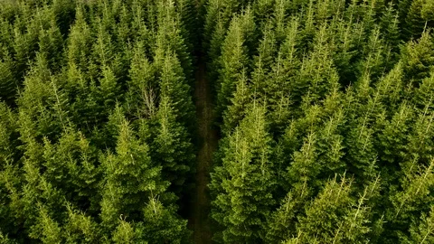 The green pasture Video stock 107336756