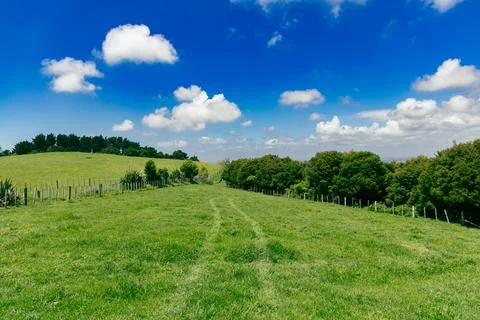 Green Pasture Path Between Trees Under Clouds 写真素材