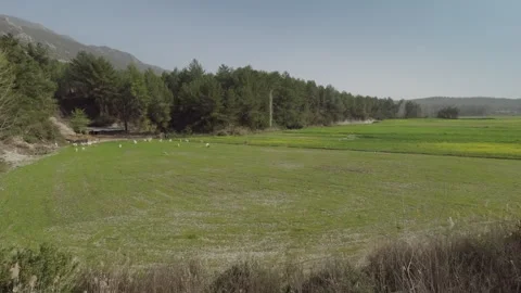 Green Pastures with Forest Backdrop Stock Footage 282936778
