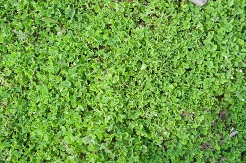 Green pastures Stock Photos