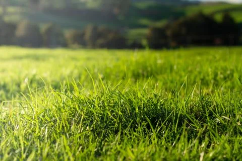 Green Pastures Stock Photos