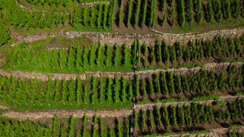 Green patchwork farmland aerial Video stock 313329158