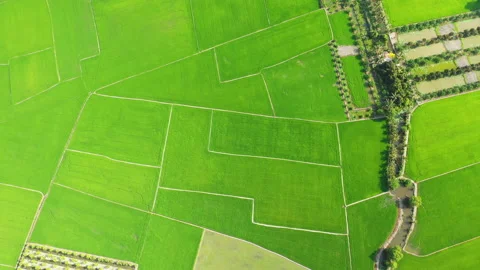 Green patchwork rice fields in the countryside 스톡 동영상 164877480