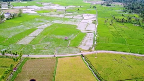 Green Patchwork Rice Fields Grid Next to a Village Roadside Path Stock Footage 347335138