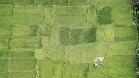 Green patchwork of rice fields, top-down aerial panning shot Stock Footage 196283595