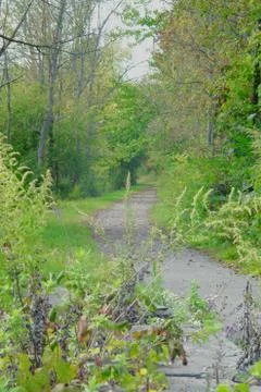 Green Path 1 Stock Photos