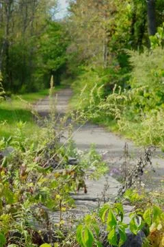 Green Path 2 Stock Photos