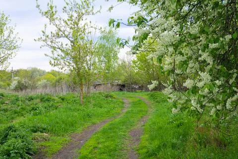 Green path on the background of dry grass. Landscape of a hilly area against  Stock Photos