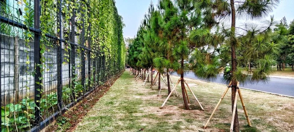 Green path between a vine covered fence and a row of pine trees Stock Photos