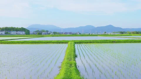 Green path dividing flooded rice paddy fields under a blue sky Stock Footage 337887423