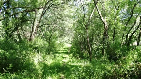 Green Path 스톡 동영상 137038650