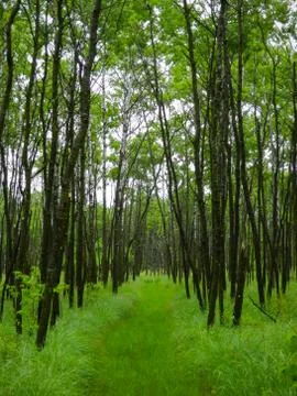 Green Path in the Forest Stock Photos