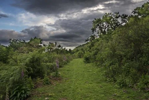 Green path in the meadow Stock Photos