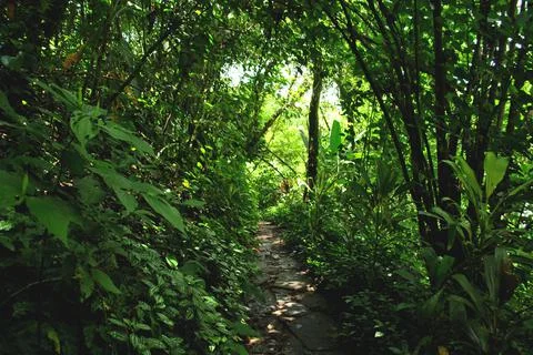 Green path Foto stock
