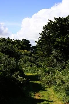 Green path Stock Photos