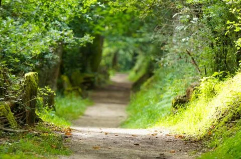 Green path Stock Photos