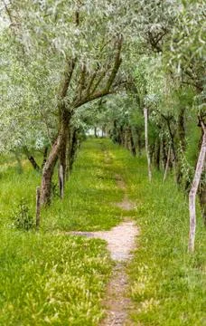 Green path through the trees Stock Photos