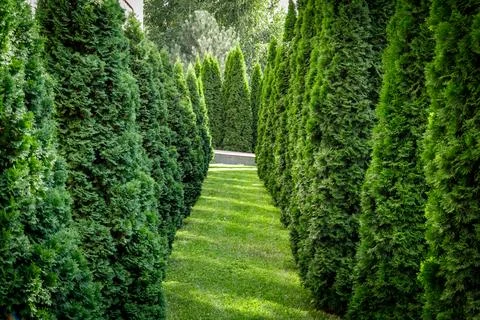 Green path of trees in a park full of thujas Stock Photos