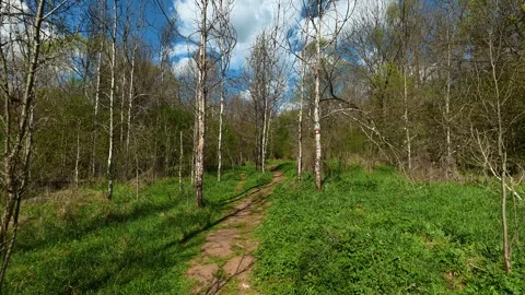 Green path winds through birch trees. Near Rosomac Canyon, Serbia Stock Footage 335538086