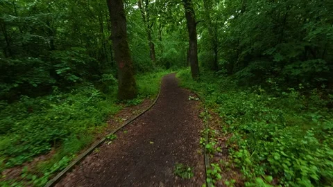 Green path winds through dense forest under soft light. Sumarice, Kragujevac Stock Footage 340900295