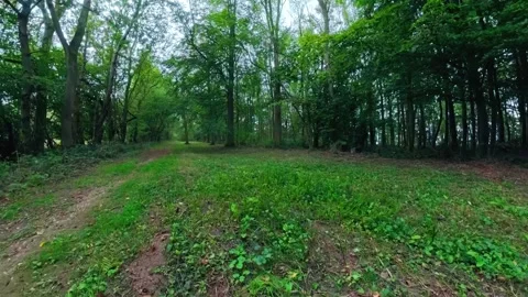 Green path winds through dense forest. Trees tower, leaves shimmer in soft Stock Footage 347125704