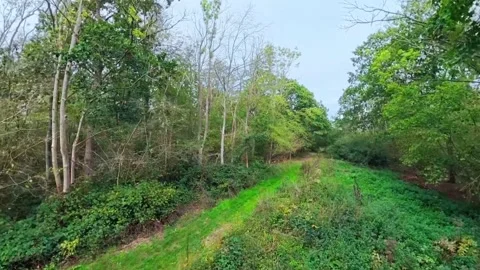 Green path winds through dense forest. Lush undergrowth lines the trail. Trees Stock Footage 347125857