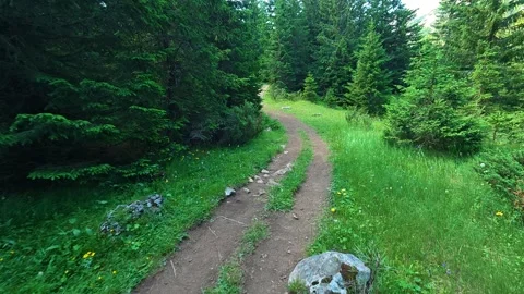 Green path winds through tall pines and wild grass. Hiking Trail, Durmitor Vidéo 342976120